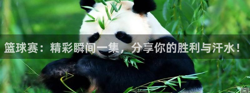 篮球赛：精彩瞬间一集，分享你的胜利与汗水！